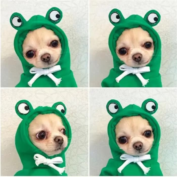 Sweat à capuche pour animaux de compagnie, vêtements pour chiens, bouledogue français, vêtements pou