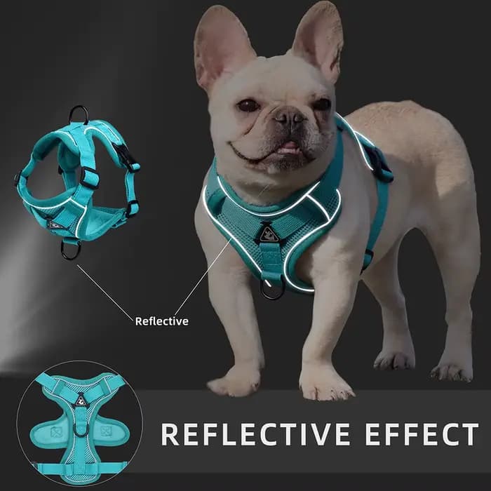 Harnissan-Laisse SFP pour chien et chat, collier, sangles, bouledogue, petit, moyen chien, chiot, bi
