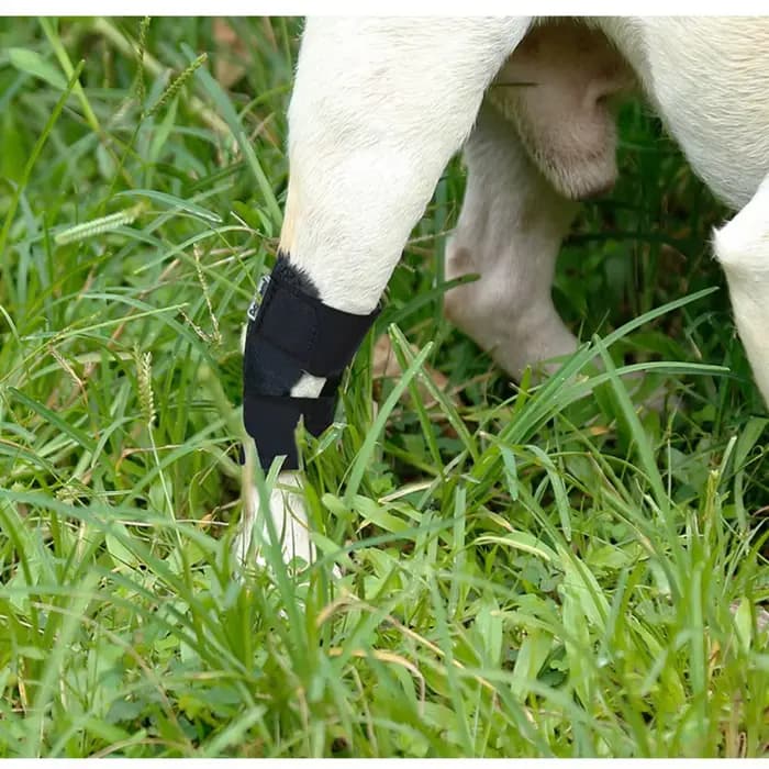 Protection de la bandage pour chien, couverture de protection contre l'arthrite, soutien des jambes 
