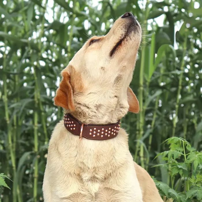 Collier en cuir clouté pour animaux de compagnie, réglable, durable, grand, moyen, grand, chiot, pit