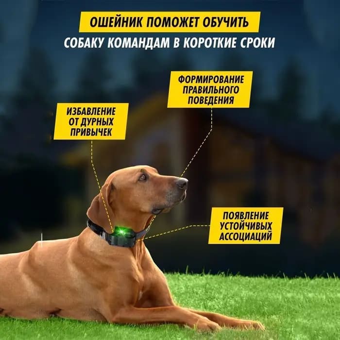 Collier de dressage pour chien avec télécommande, collier électronique aste, étanche, grande, moyenn