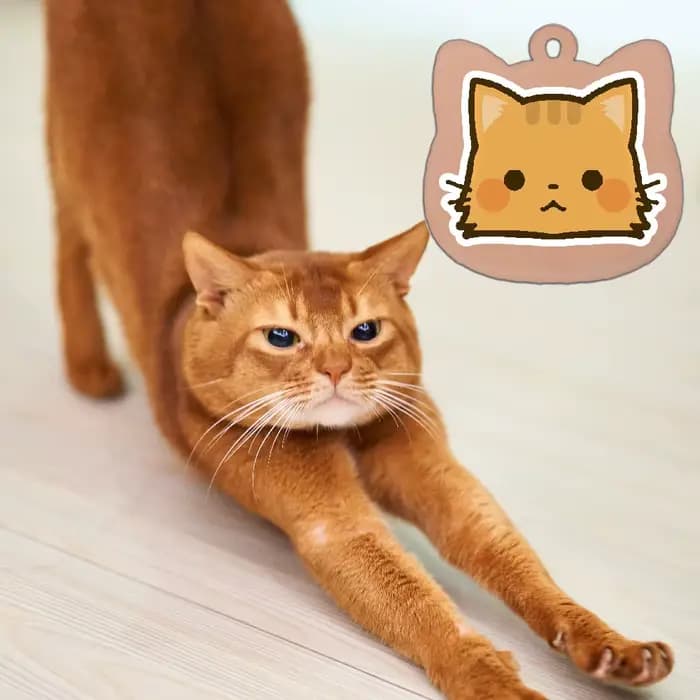 Étiquettes de chat personnalisées mignonnes en acier inoxydable, motif coloré, étiquettes de nom de 