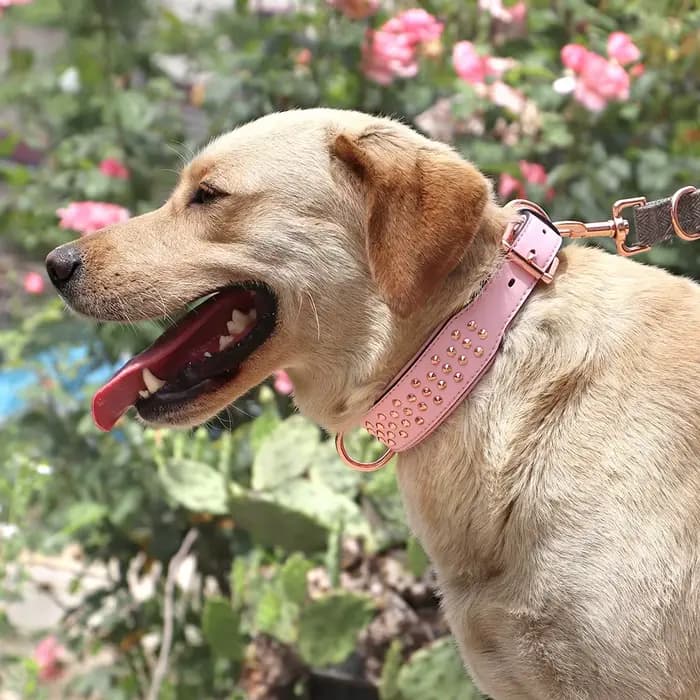 Collier en cuir clouté pour animaux de compagnie, réglable, durable, grand, moyen, grand, chiot, pit