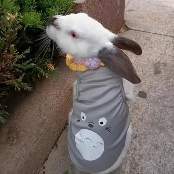 Gilet pour animaux de compagnie pour lapin chats été respirant lapins vêtements antiadhésif cheveux 