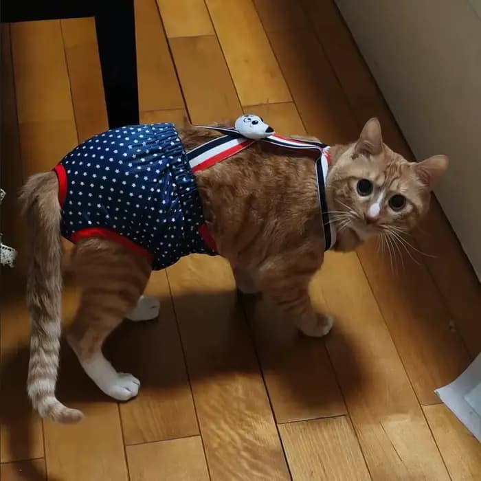 Culottes physiologiques pour animaux de compagnie, motif dessin animé, pour chats et chiens de petit