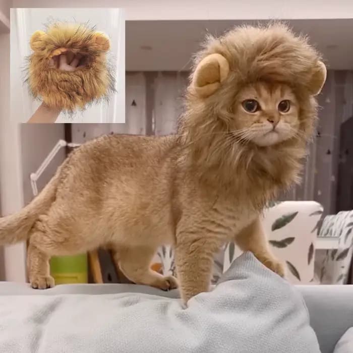 Chapeau de perruque de crinière de chat mignon pour chiens et chats, casquette de cheveux de paupièr