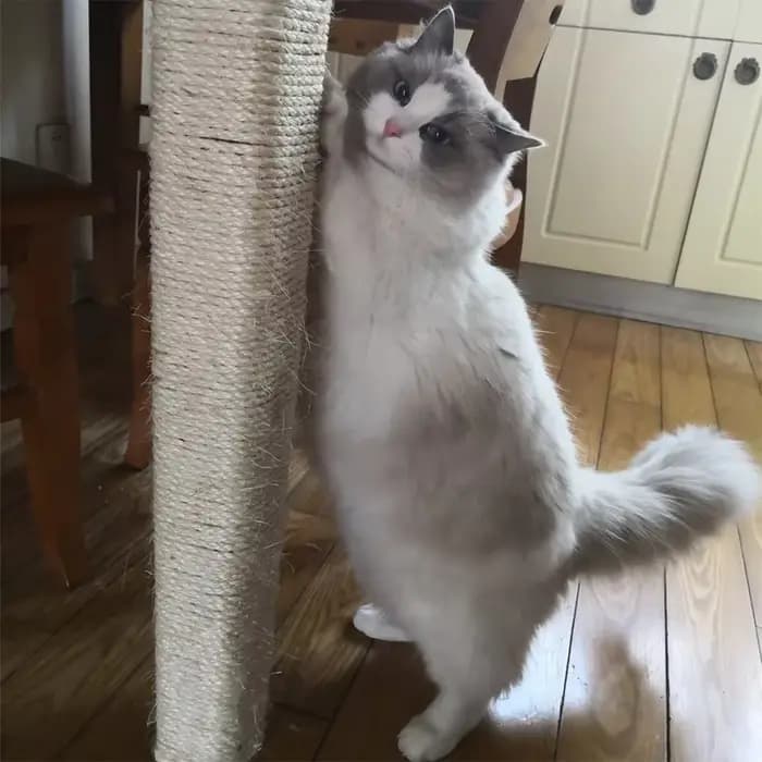 Corde en Sisal naturelle pour arbre à chat, poste à gratter, corde de remplacement pour protéger le 