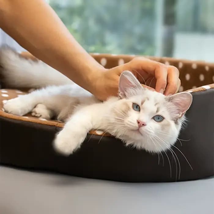 Lit pour chats, tampon éponge à pois, accessoires pour chiens, maisons et habitats, maison pour anim