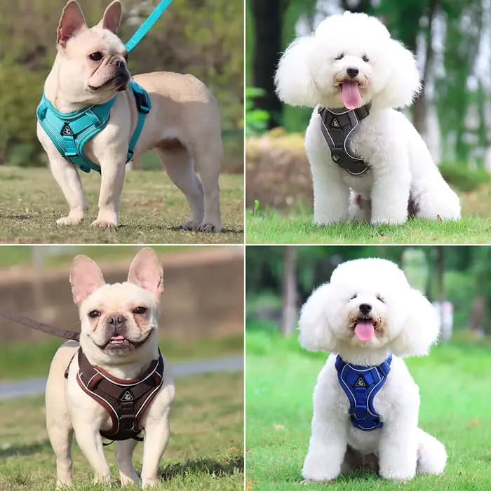 Harnissan-Laisse SFP pour chien et chat, collier, sangles, bouledogue, petit, moyen chien, chiot, bi