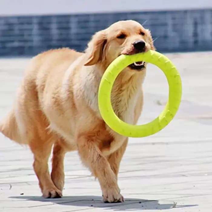 Jouets d'entraînement interactifs pour animaux de compagnie, extracteur d'anneaux pour chiens moyens