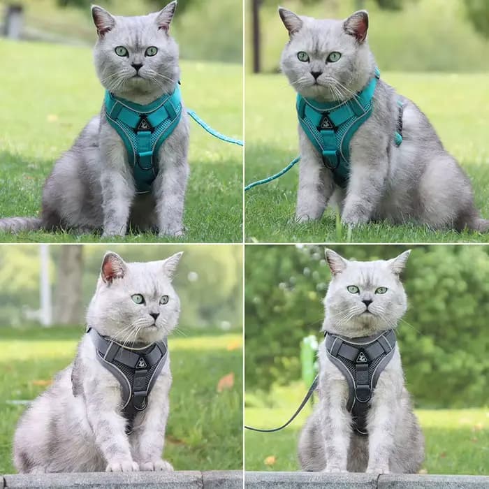 Harnissan-Laisse SFP pour chien et chat, collier, sangles, bouledogue, petit, moyen chien, chiot, bi