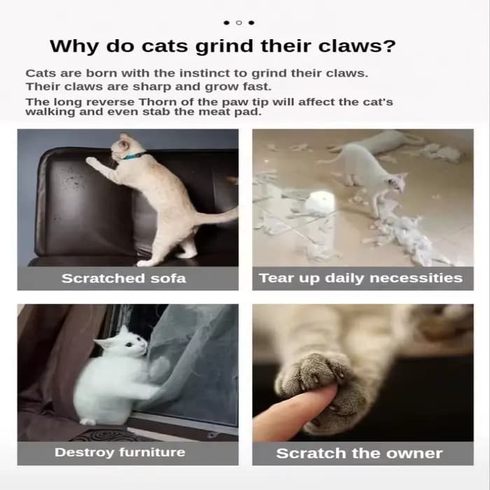 Planche à Gratter Ondulée pour Chat, Plaque à Griffes de Meulage + Tampon de Papier à Cataire, Cadre