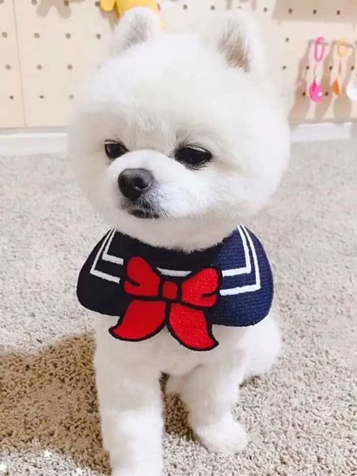 Bavoir pour chien, bandana pour chat, foulard pour animal de compagnie, joli accessoire de costume p
