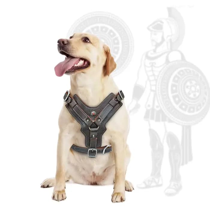 Harnais Durable pour chiens de grande taille, harnais en cuir véritable, gilet d'entraînement pour a
