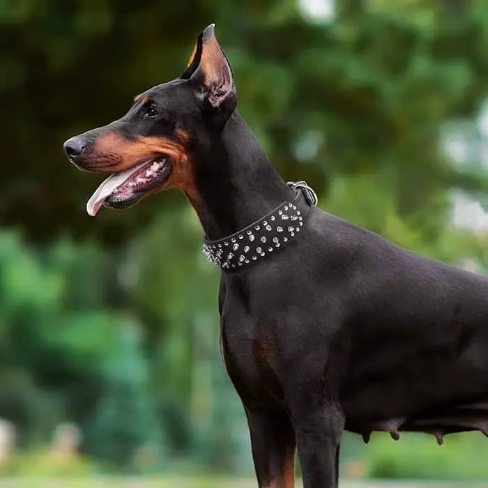 Grand collier de chien à pointes pour les races moyennes et grandes L-3XL Pitbull Mastiff Boxer cuir