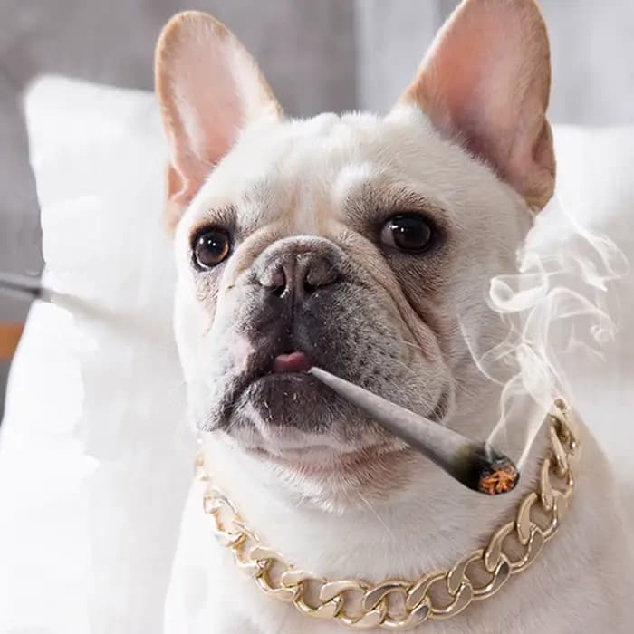 Collier de luxe pour chien, chaîne dorée pour Pitbull, Bulldog, Teddy, Bouledogue Français, collier 