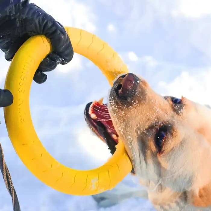 Jouets d'entraînement interactifs pour animaux de compagnie, extracteur d'anneaux pour chiens moyens