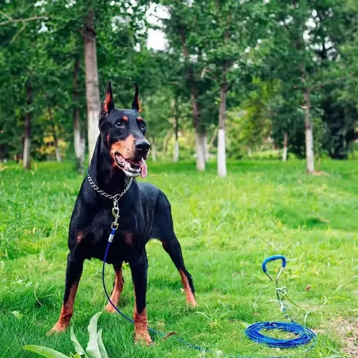 Collier chaîne serpent pour animaux de compagnie, collier d'étouffement pour chien en acier inoxydab