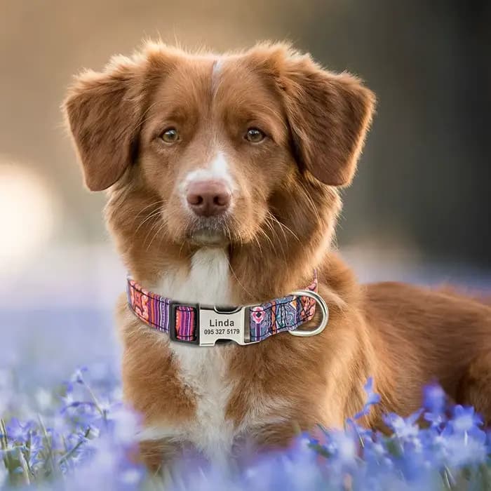 Collier personnalisé pour chien et chat, petit, moyen et grand, nom gravé personnalisé, identificati