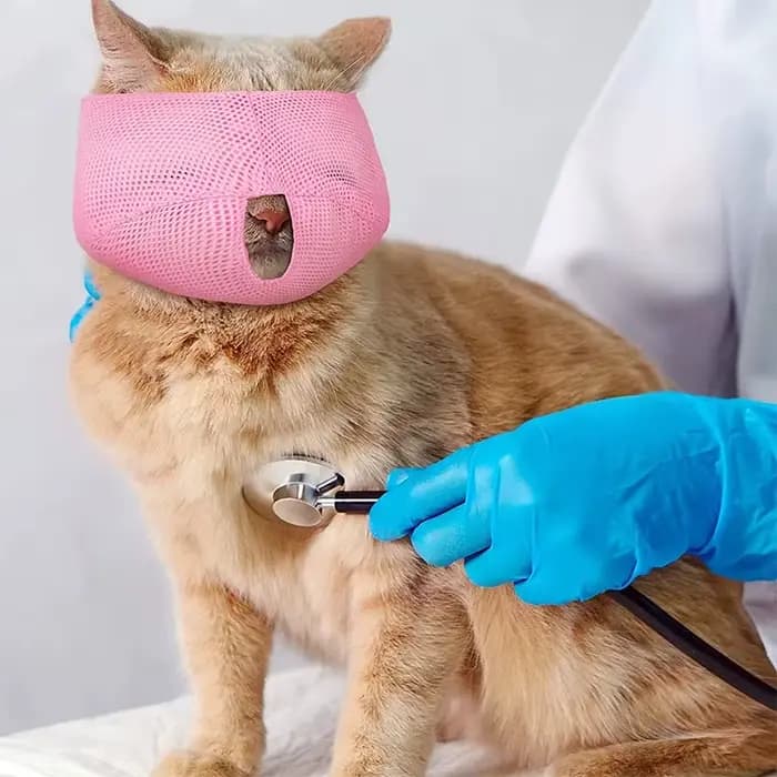 Muselière respirante pour chat, Anti-morsure, à mâcher, fournitures de toilettage pour animaux de co