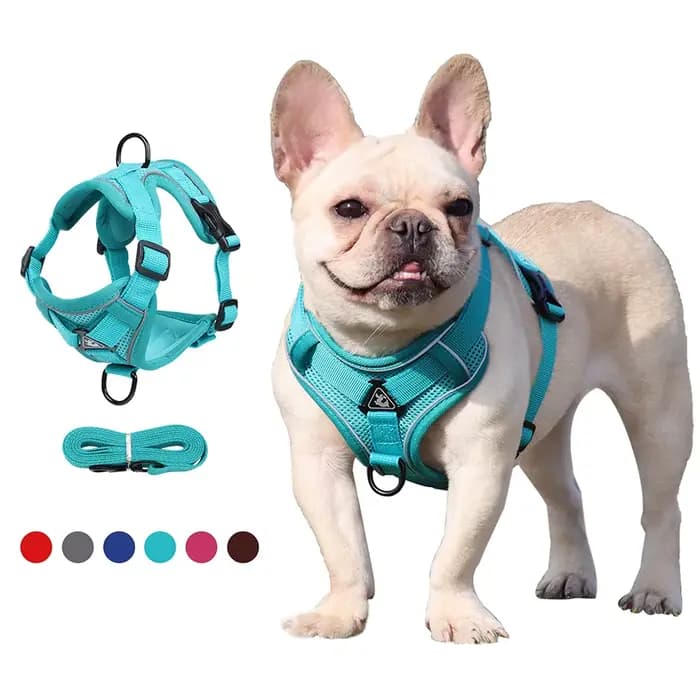Harnissan-Laisse SFP pour chien et chat, collier, sangles, bouledogue, petit, moyen chien, chiot, bi