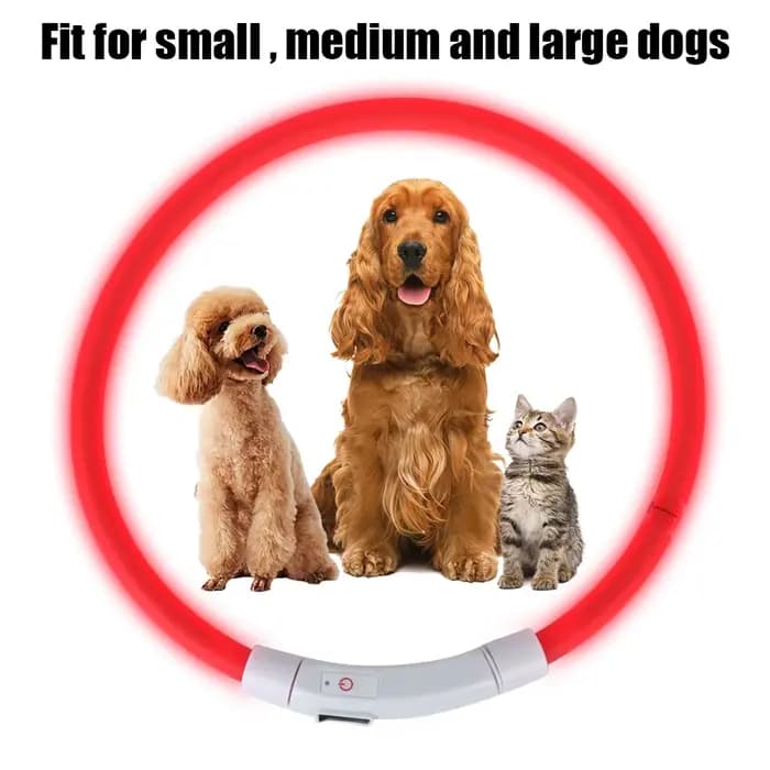 Collier de prévention de la perte de chien Led Usb, accessoires pour animaux de compagnie, sécurité 
