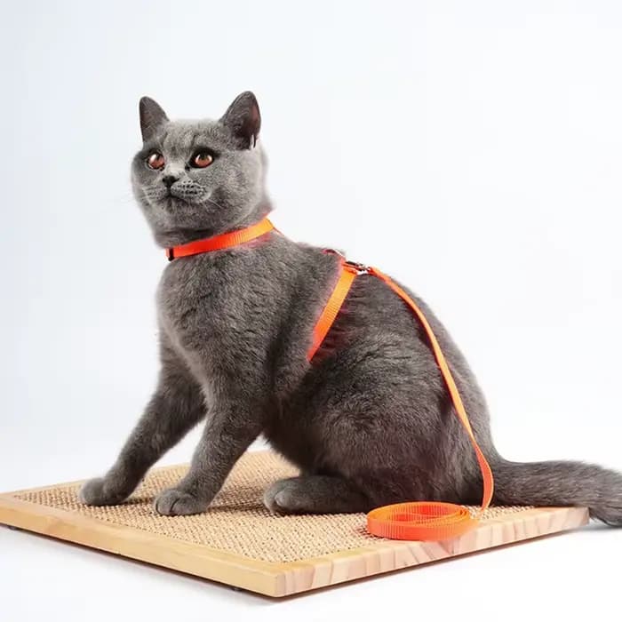 Ensemble harnais et laisse pour chat Sphynx bon marché, harnais pratique pour animaux de compagnie, 