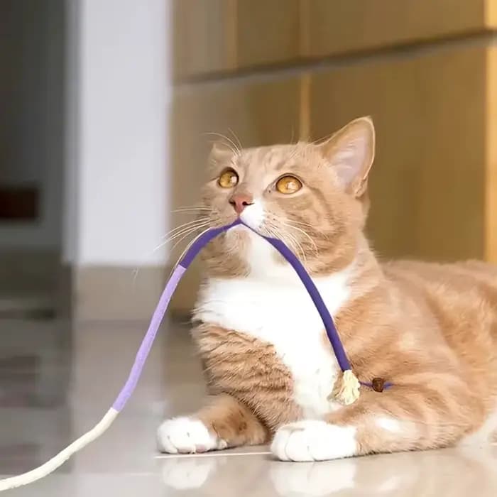 Silvervine-Jouet coule pour chat, ULmolaire en coton, bouche propre, jeu pour chaton