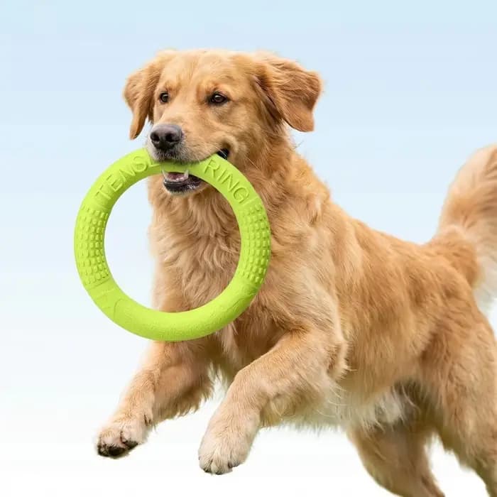 Jouets flottants pour animaux de compagnie, disque volant, anneau d'entraînement, jouet coule, extra