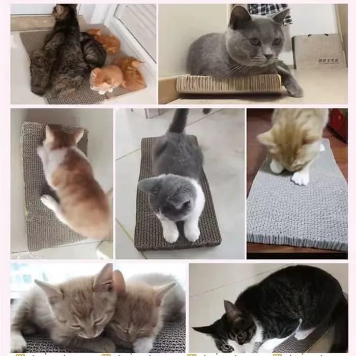 Planche à Gratter Ondulée pour Chat, Plaque à Griffes de Meulage + Tampon de Papier à Cataire, Cadre