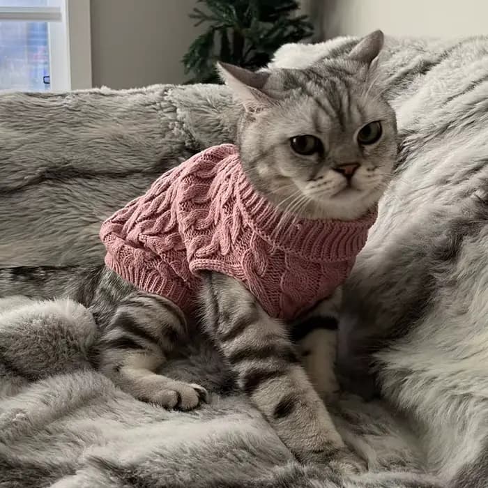 Vêtements tricotés pour chiens Chihuahua pull pour petits chiens vêtements d'hiver pour Sphinx chat 