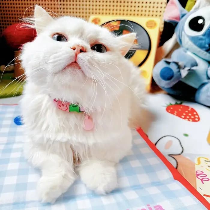 Collier réfléchissant pour chat
