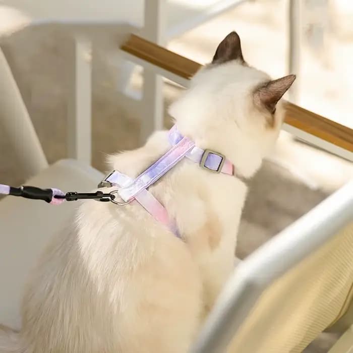 Ensemble Harnais et Laisse Réglables pour Chat