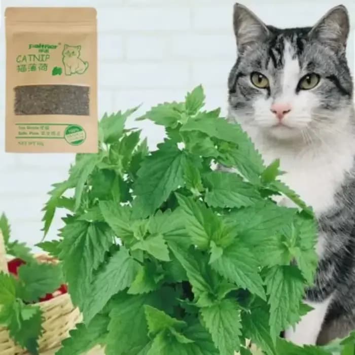 Herbe de bétail en herbe naturelle Premium