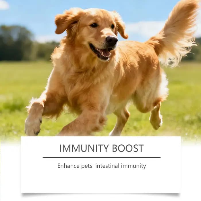 Complément Probiotique pour Animaux de Compagnie avec des Ingrédients Doux et Sûrs