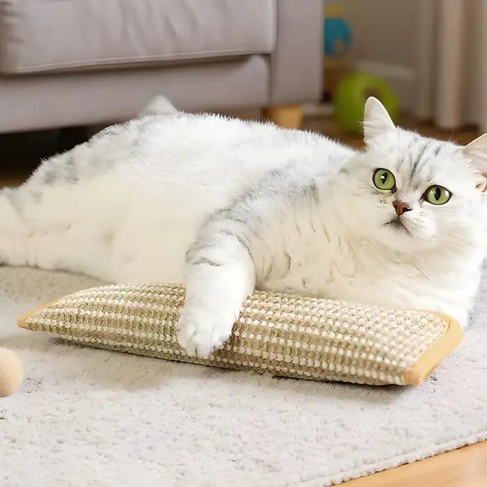 Jouets interactifs pour chat : Griffoir