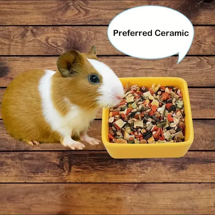 Bol en céramique pour animaux de compagnie