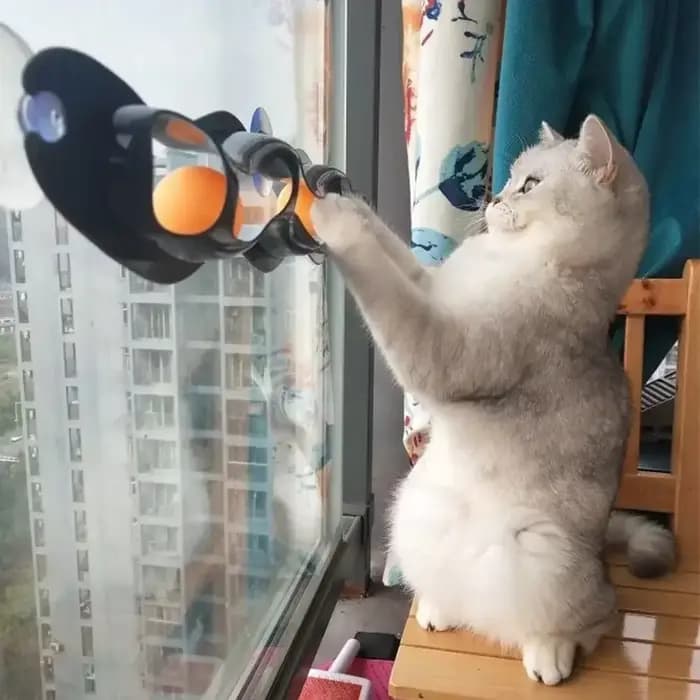 Piste chat jouet en plastique ventouse