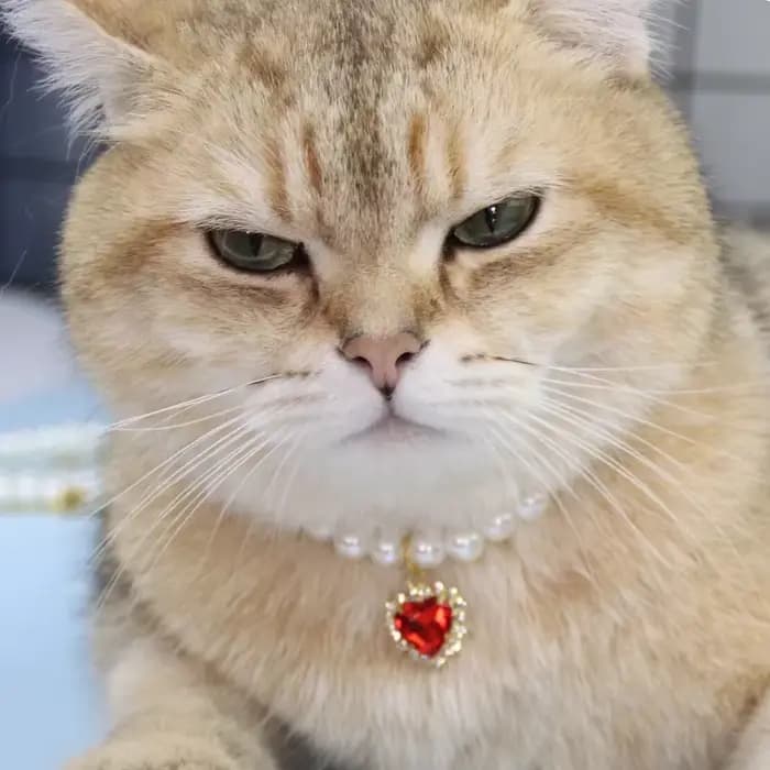 Collier de perles pour animaux de compagnie