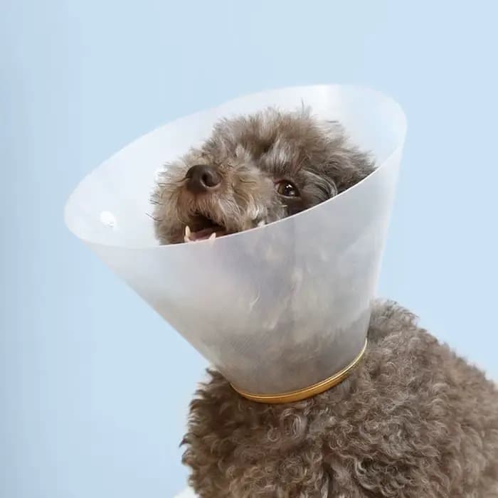 Collier de récupération Transparent pour chat