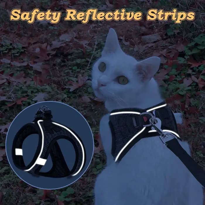 Harnais et laisse pour chat pour la promenade