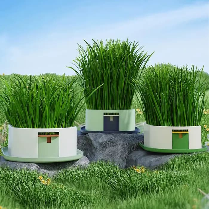 Boîte à herbe pour chat