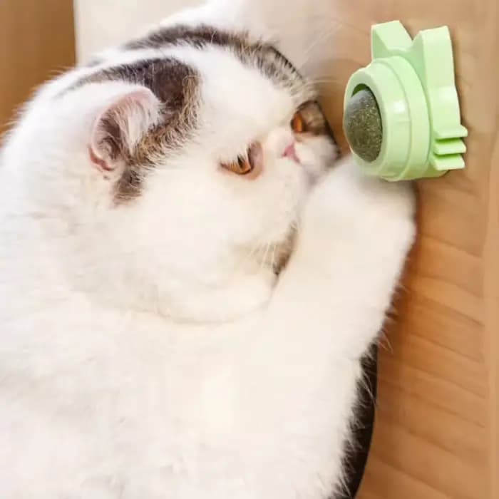 Sucette collée en herbe-aux-chats