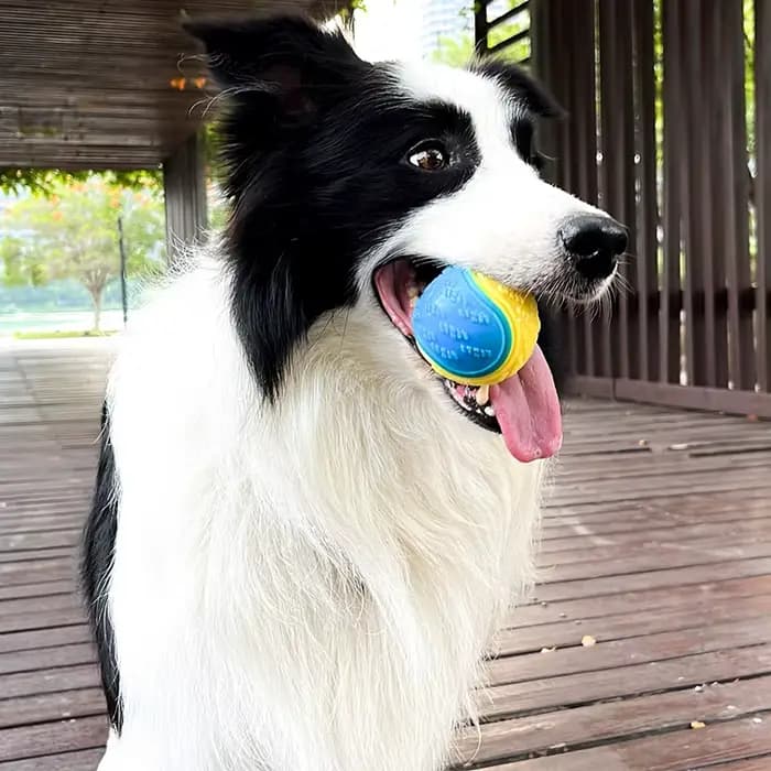 Jouets interactifs pour chiens