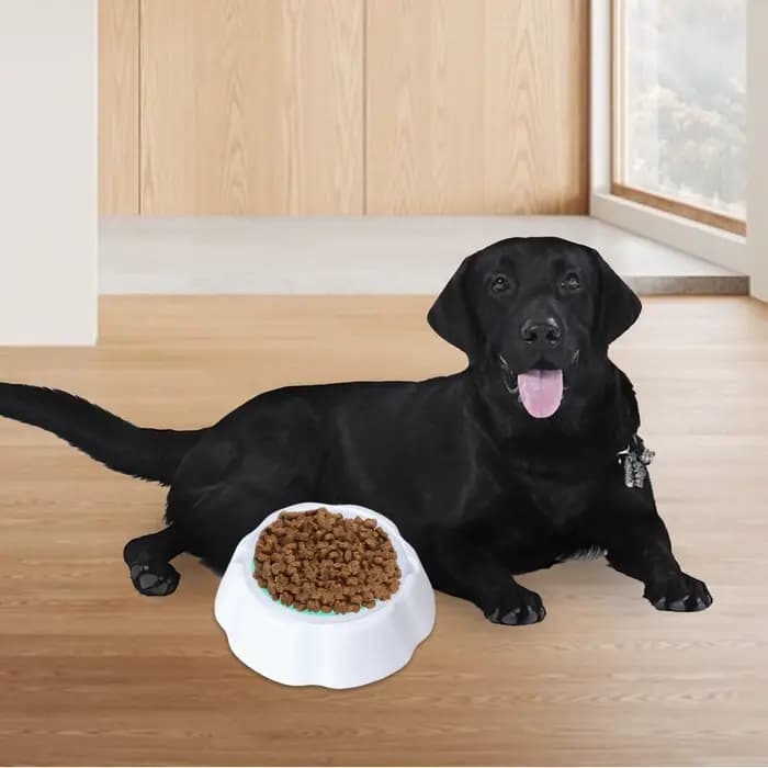 Gamelle rafraîchissante pour animaux – Bol d'eau glacée en gel pour chien et chat