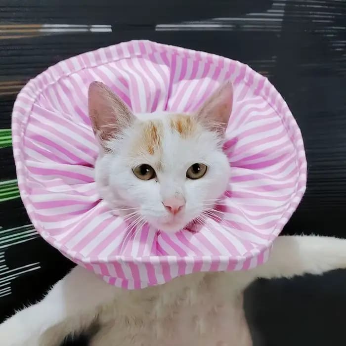 Collier de protection pour chat
