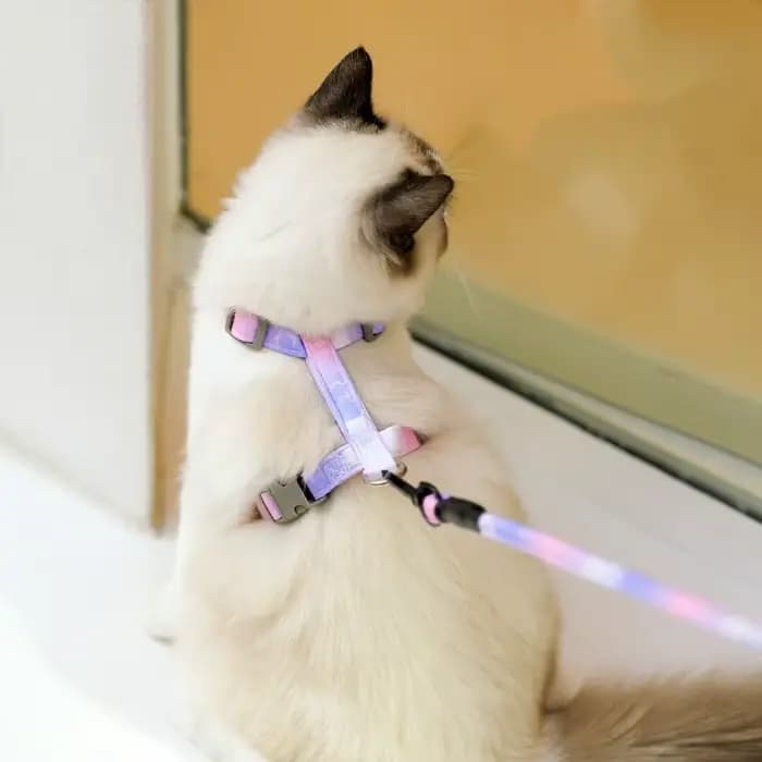 Ensemble Harnais et Laisse Réglables pour Chat