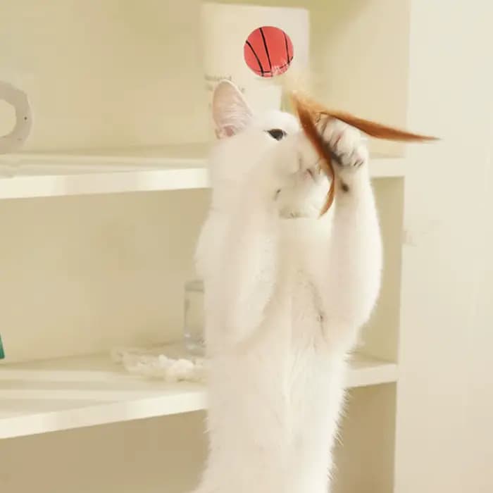Jouets interactifs de balle de plumes de chat