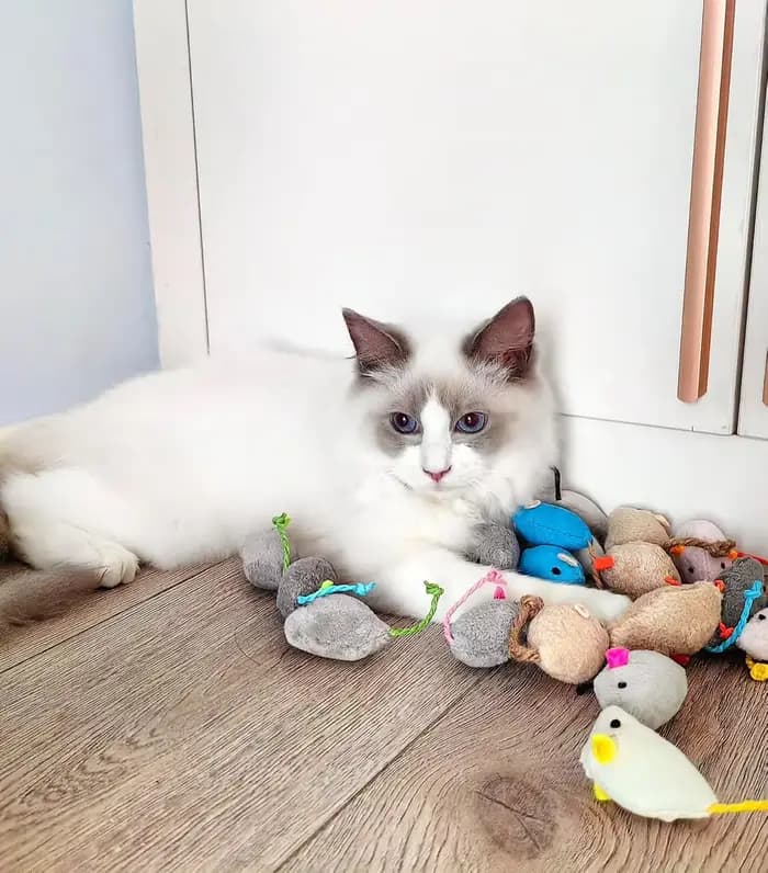 Jouets pour chats en forme de souris, préremplis de catnip, en fausse fourrure, jouets interactifs pour chats d'intérieur