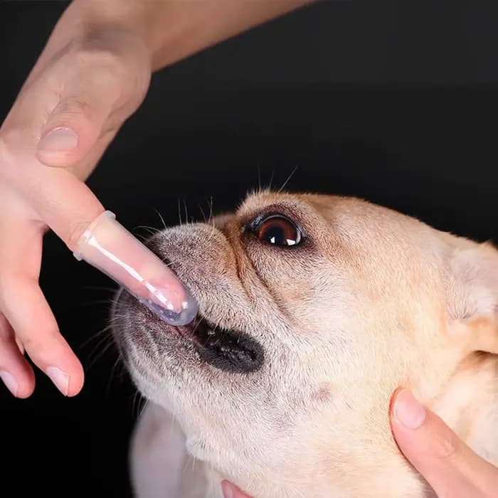 Brosse à dents pour chien